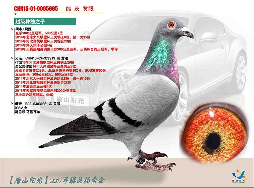 唐山阳光 - 中信网铭鸽展厅 www.ag188.com
