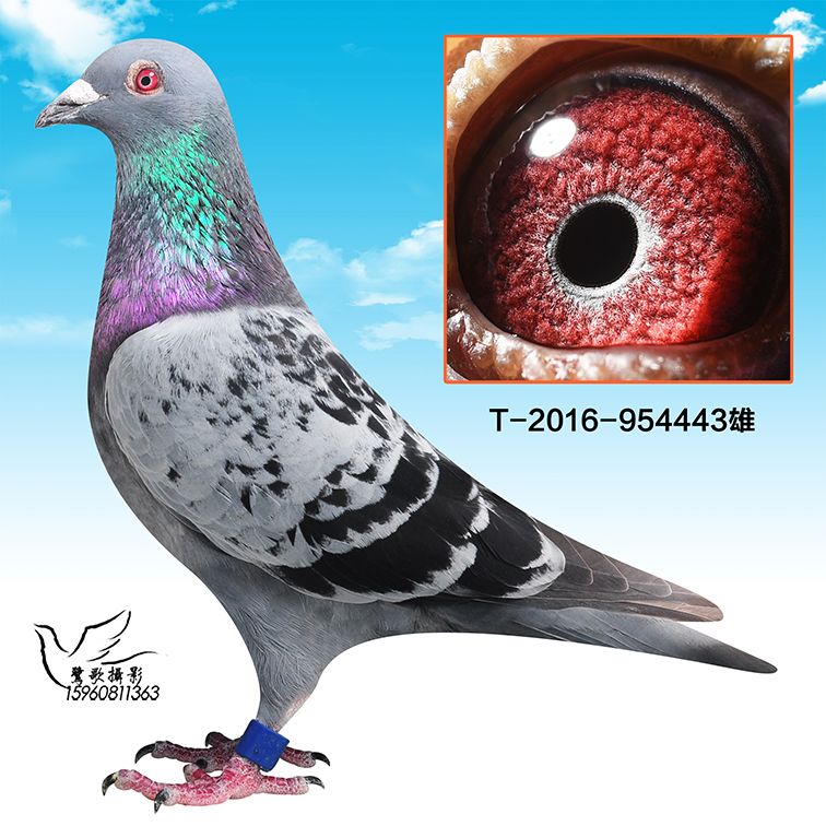 台湾海翔五关综合57名 保证金级 拍卖