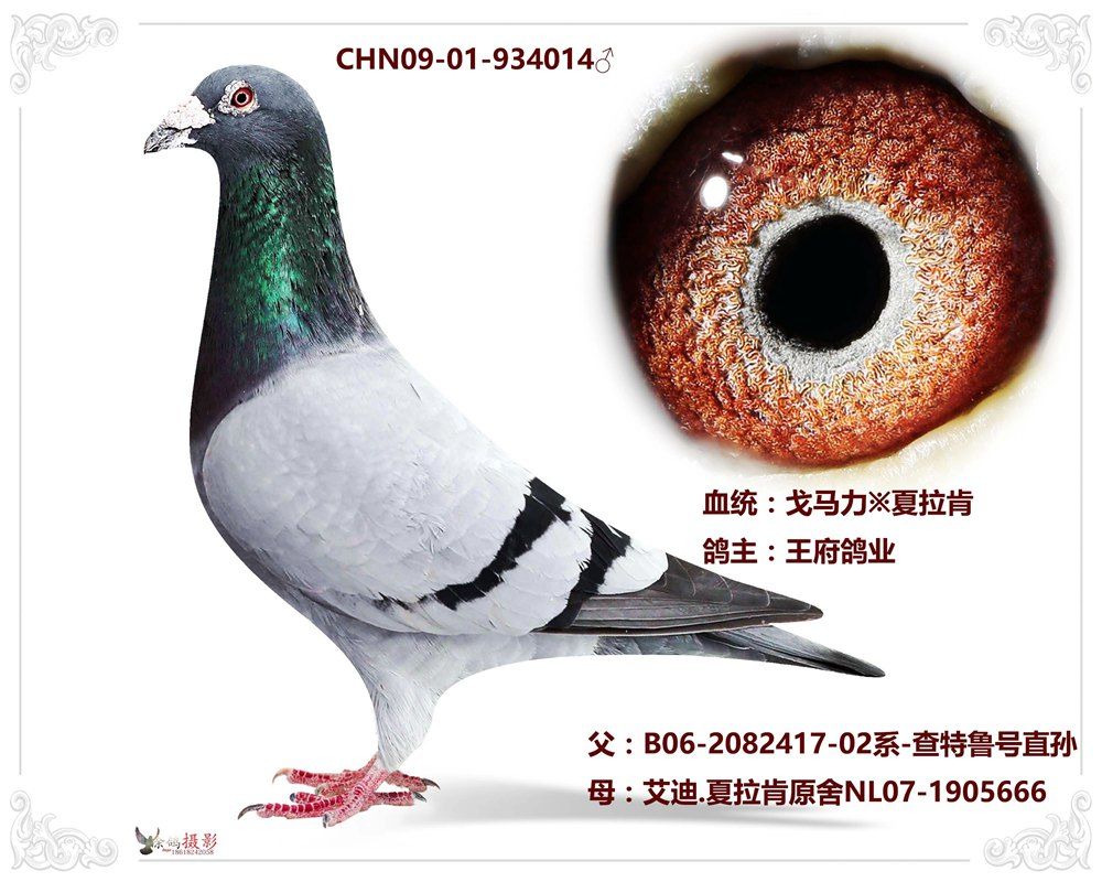 空运:按次数计算,得标1羽及多羽,每次均按400元支付,鸽友必须自行到