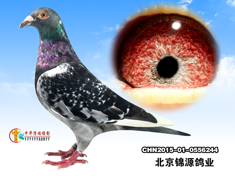 追求最高质量,精心打造极品,其强劲而稳定的遗传造就了众多的冠军鸽舍
