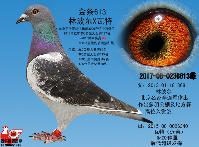3000公里赛鸽图片,全圈锯齿眼志信鸽图片 查看大图 性别: 雌 详细介绍: 本身3000元特中特选手,260公里4名