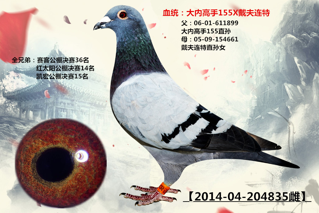 内蒙赛欧鸽苑 - 中信网铭鸽展厅 www.ag188.com