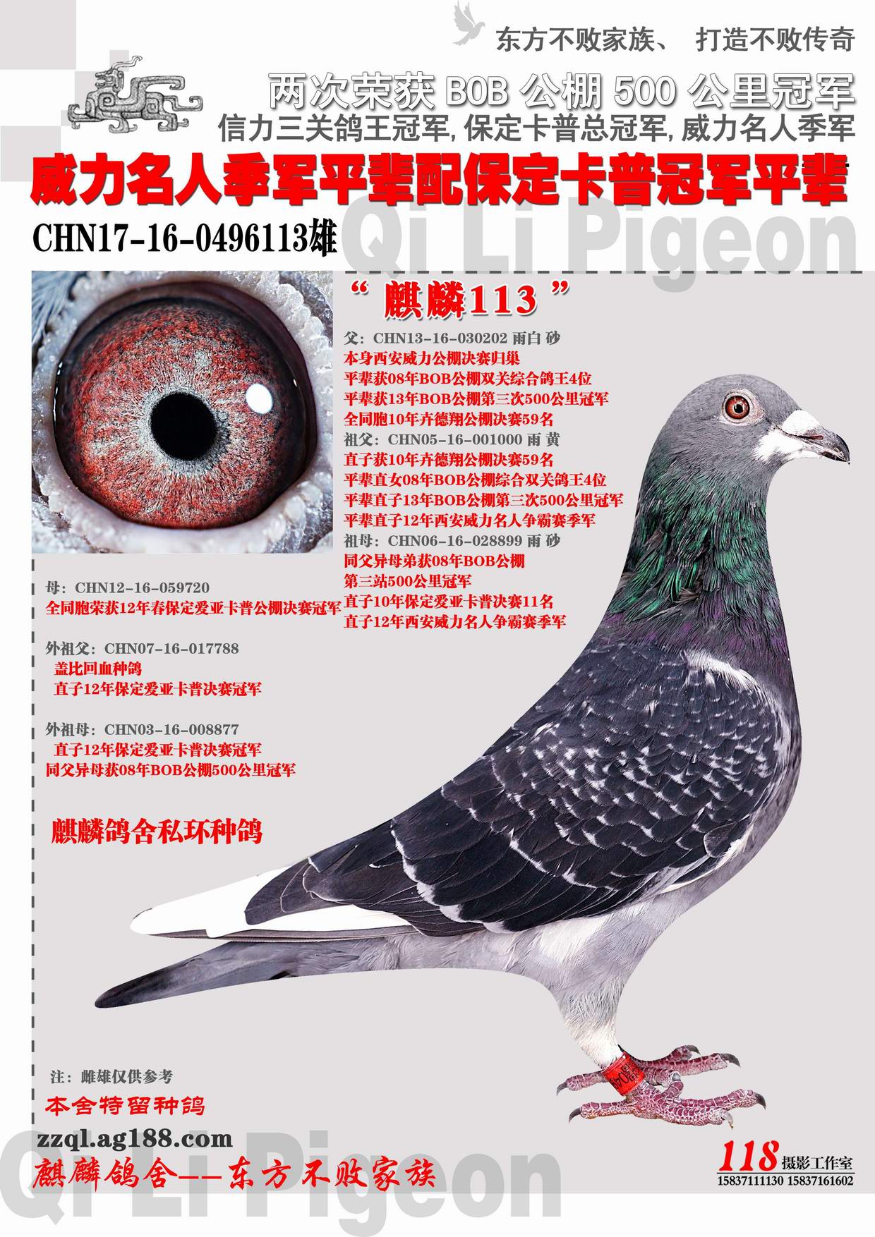 郑州麒麟鸽舍 - 中信网铭鸽展厅 www.ag188.com