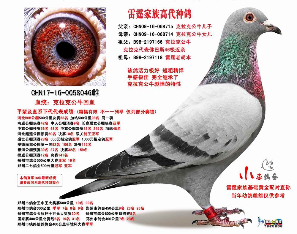 小李鸽舍雷霆家族在线拍鸽