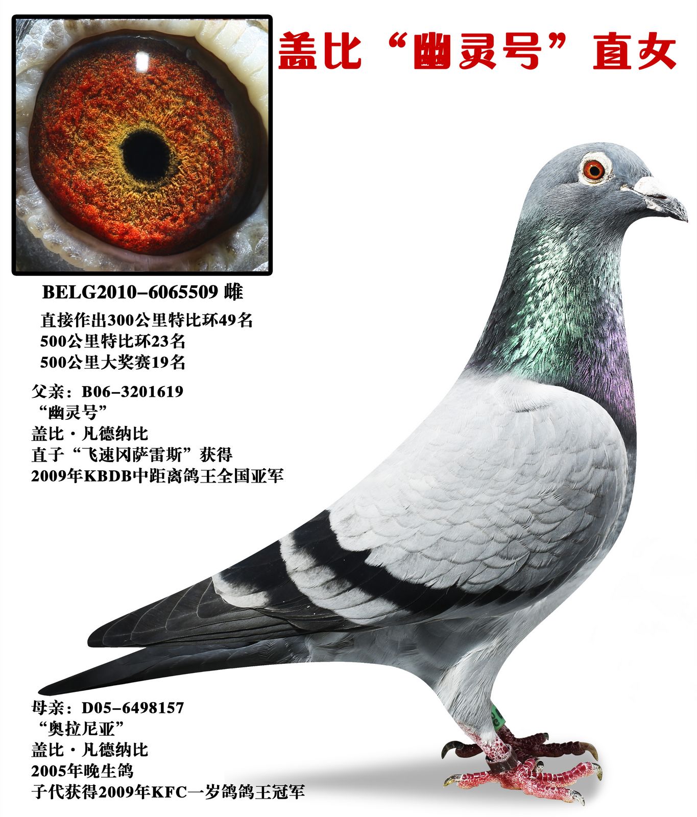盖比"幽灵号"直女 保证金级 拍卖