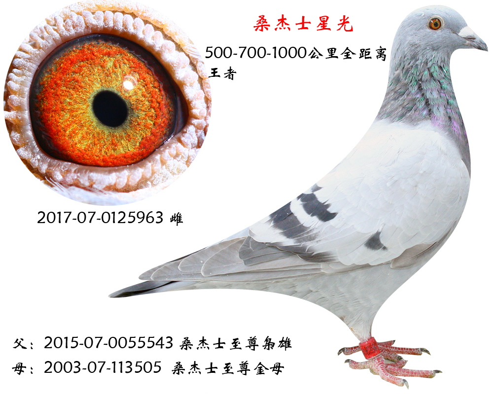 拍卖助兴-桑杰士星光 保证金级 拍卖