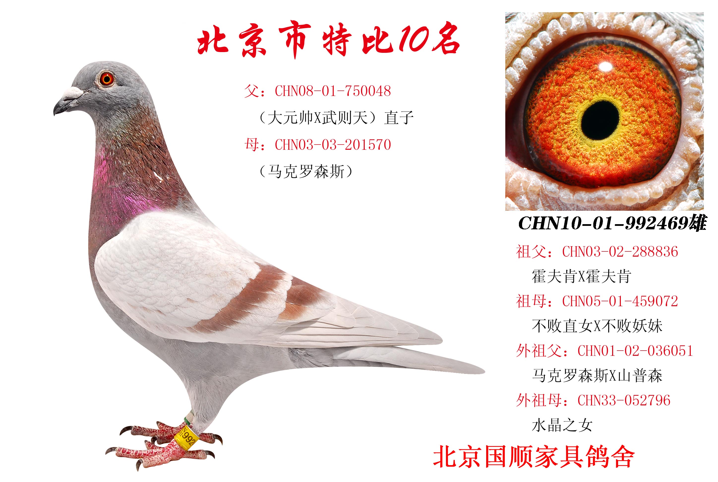 信鸽在线拍卖平台 - 中国信鸽信息网