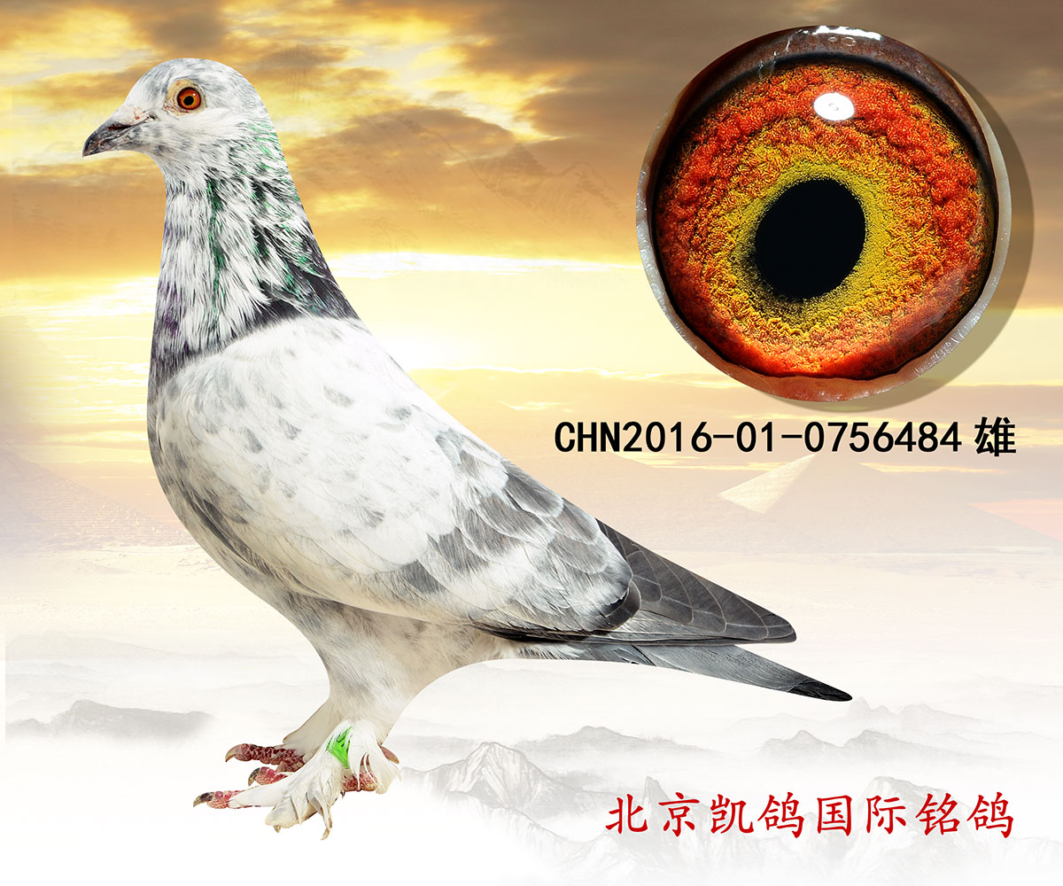 好的鸽子是不分赛制,不分季节,不分地域的 本血统特点聪明,快速,善飞