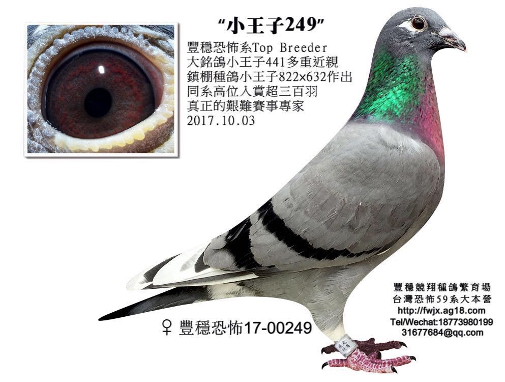 信鸽拍卖首页 拍卖专题 >> 查看拍卖商品 相关图片         商品信息