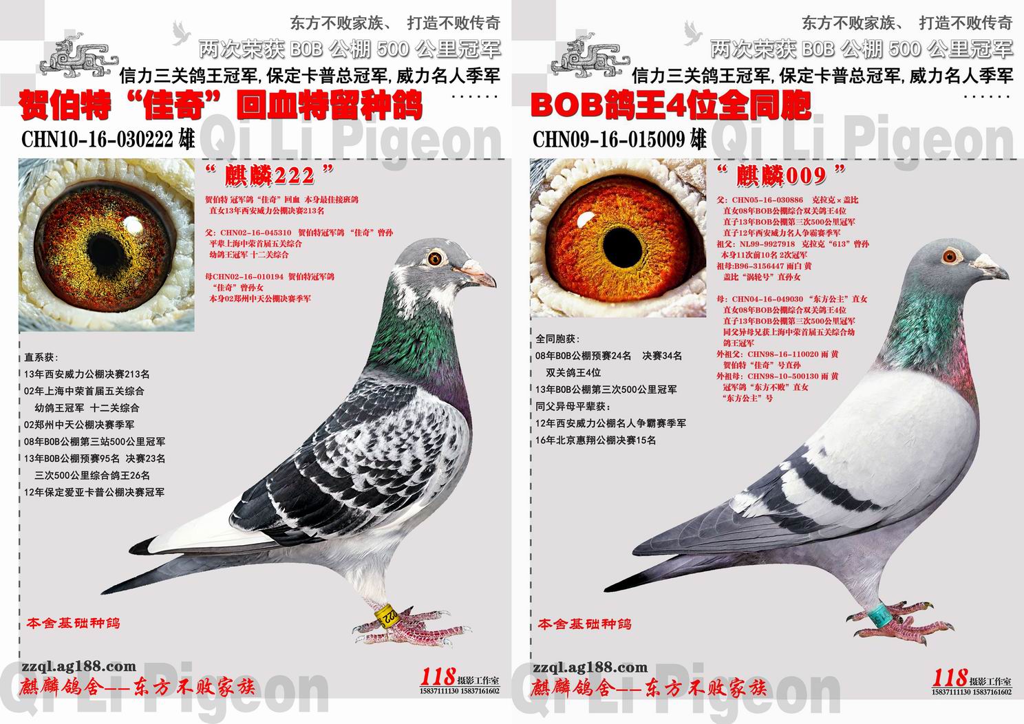 郑州麒麟鸽舍 - 中信网铭鸽展厅 www.ag188.com