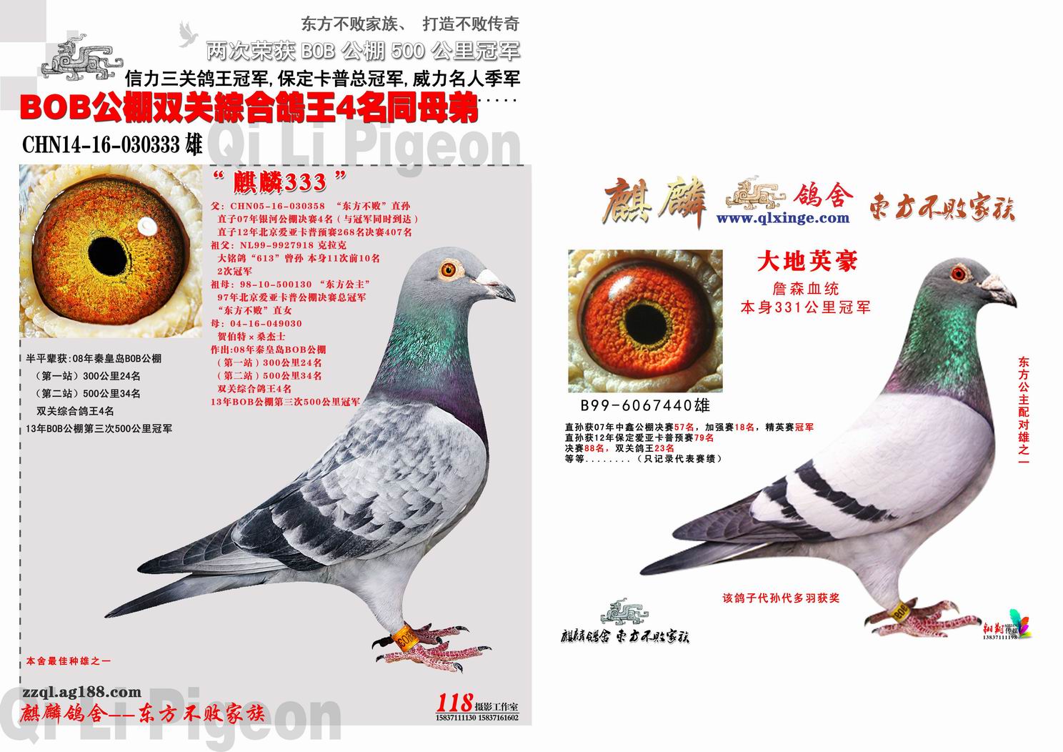 郑州麒麟鸽舍 中信网铭鸽展厅 www.ag188.com