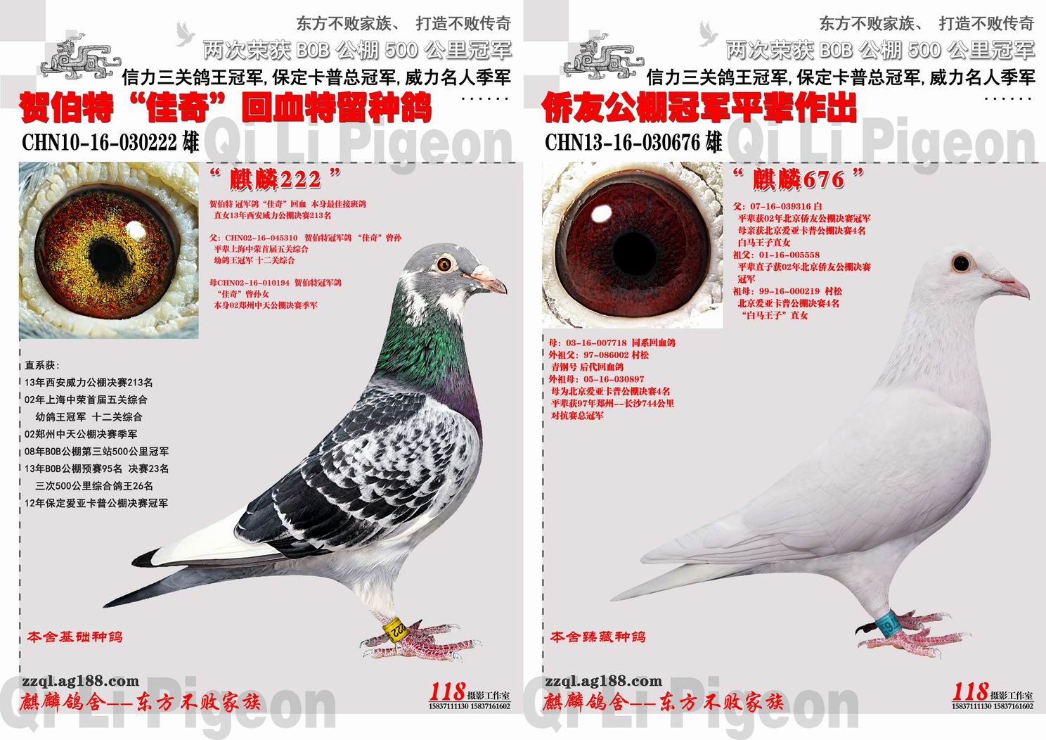 郑州麒麟鸽舍 中信网铭鸽展厅 www.ag188.com
