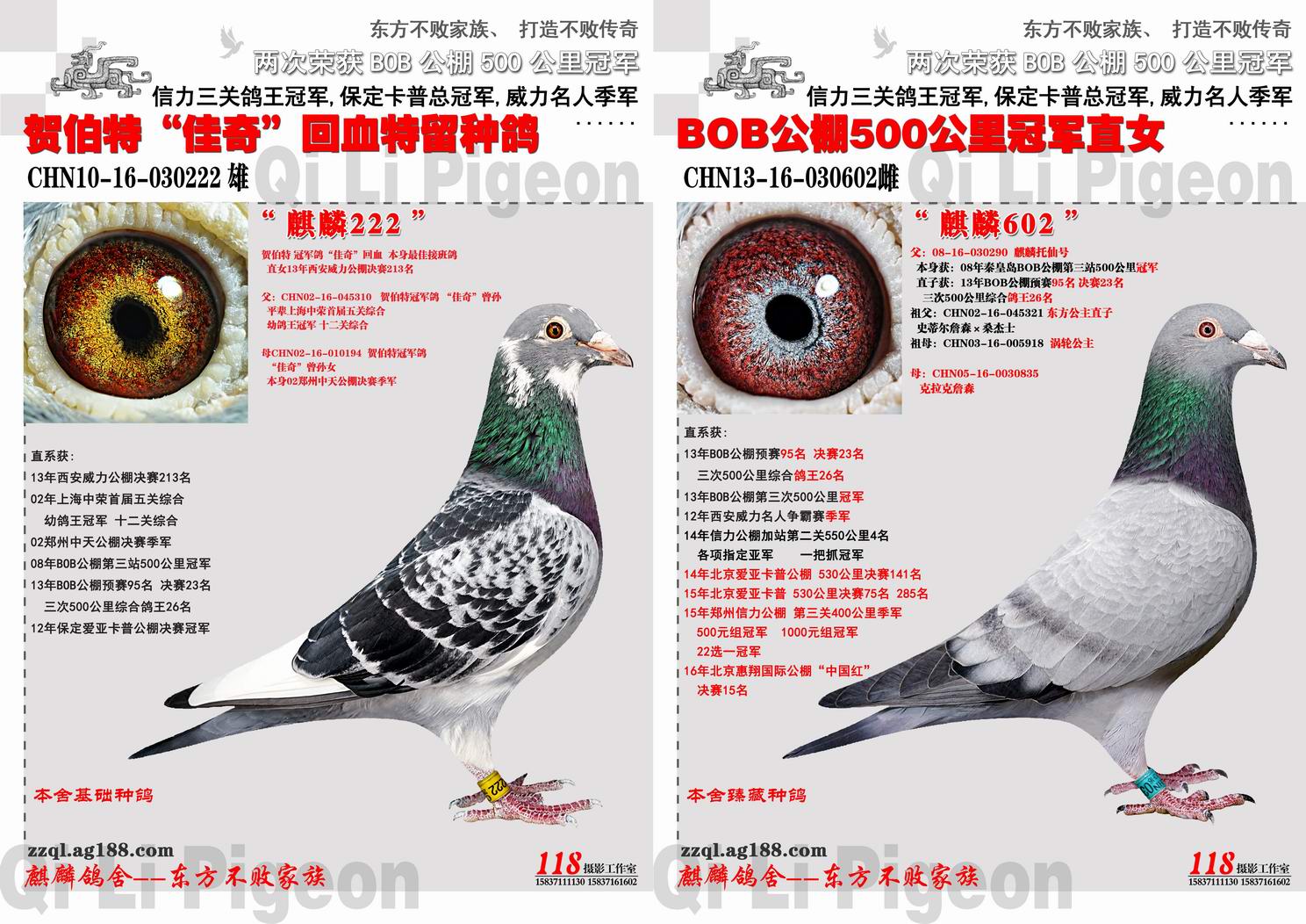 郑州麒麟鸽舍 - 中信网铭鸽展厅 www.ag188.com