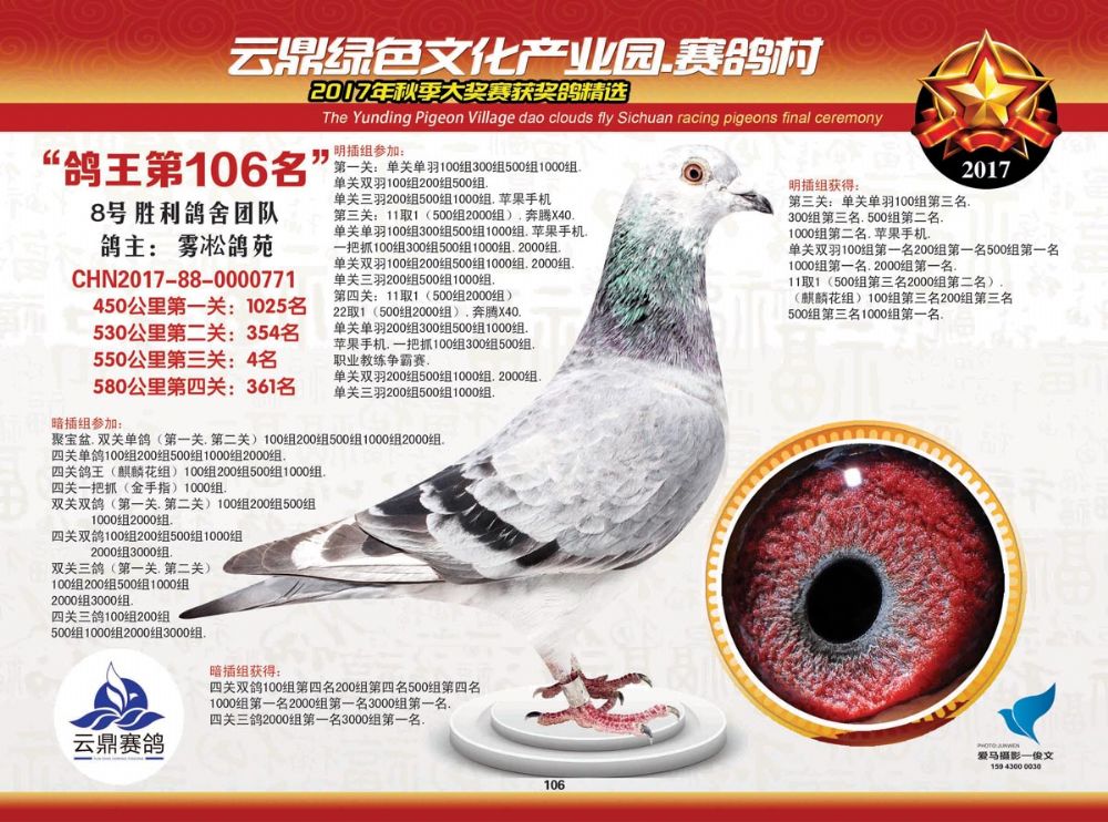 信鸽在线拍卖平台 - 中国信鸽信息网