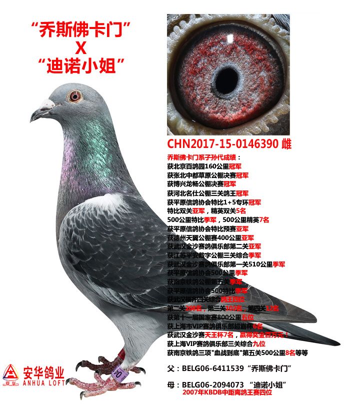 山东安华鸽业 - 中信网铭鸽展厅 www.ag188.com