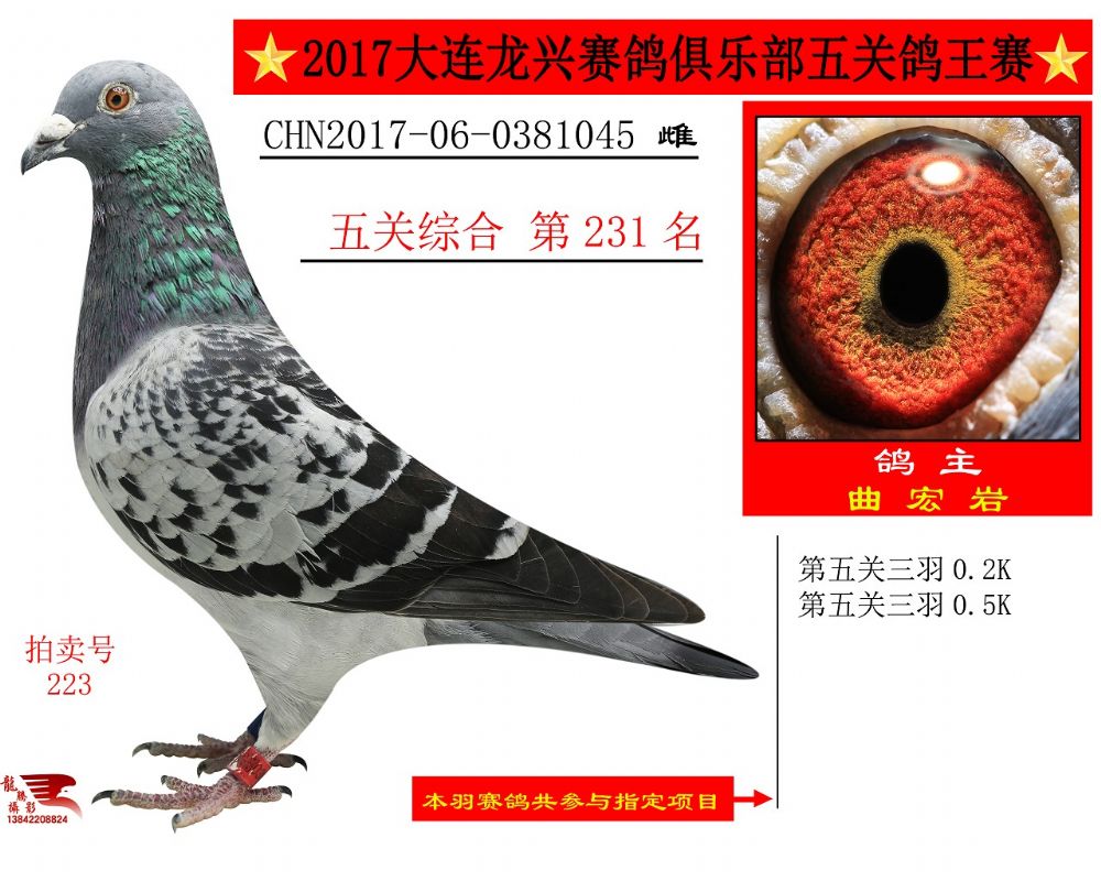 大连龙兴五关鸽王231名