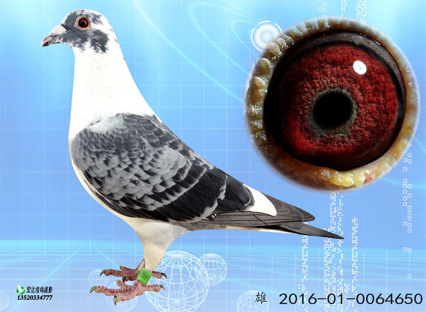 信鸽拍卖首页 拍卖专题 >> 查看拍卖商品  当前出价: 600          元