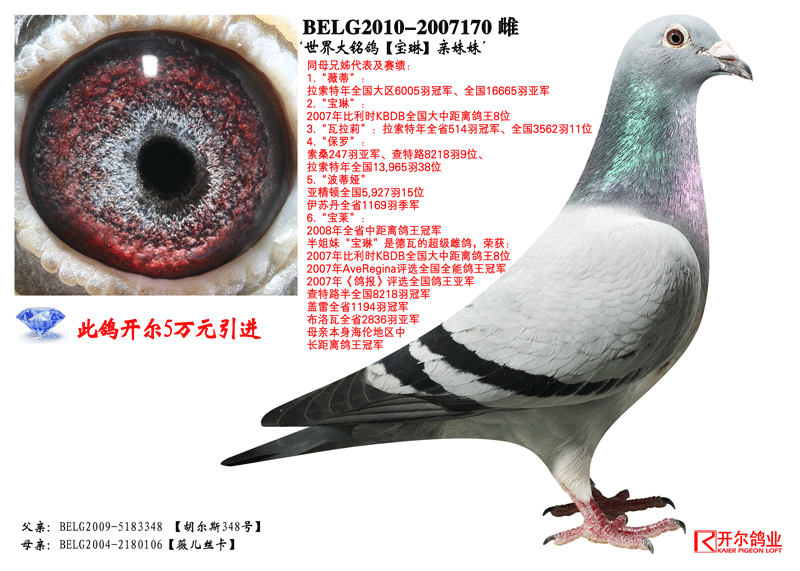 信鸽在线拍卖平台 - 中国信鸽信息网