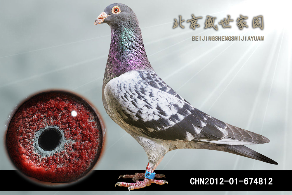马克罗森斯 凯撒大帝 雄 保证金级 拍卖