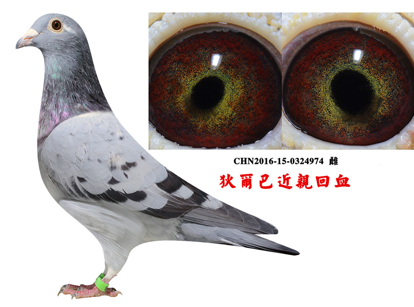性别: 雄  羽色: 灰  眼沙: 黄眼      详细介绍: 世界铭血,狄尔巴
