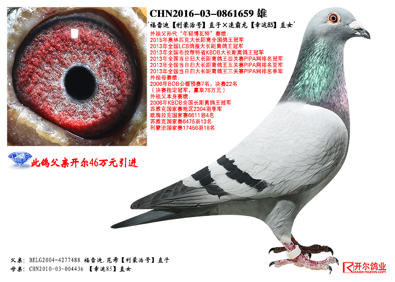 4800         元 拍卖状态: 拍卖结束 商家名称: 唐山开尔鸽业