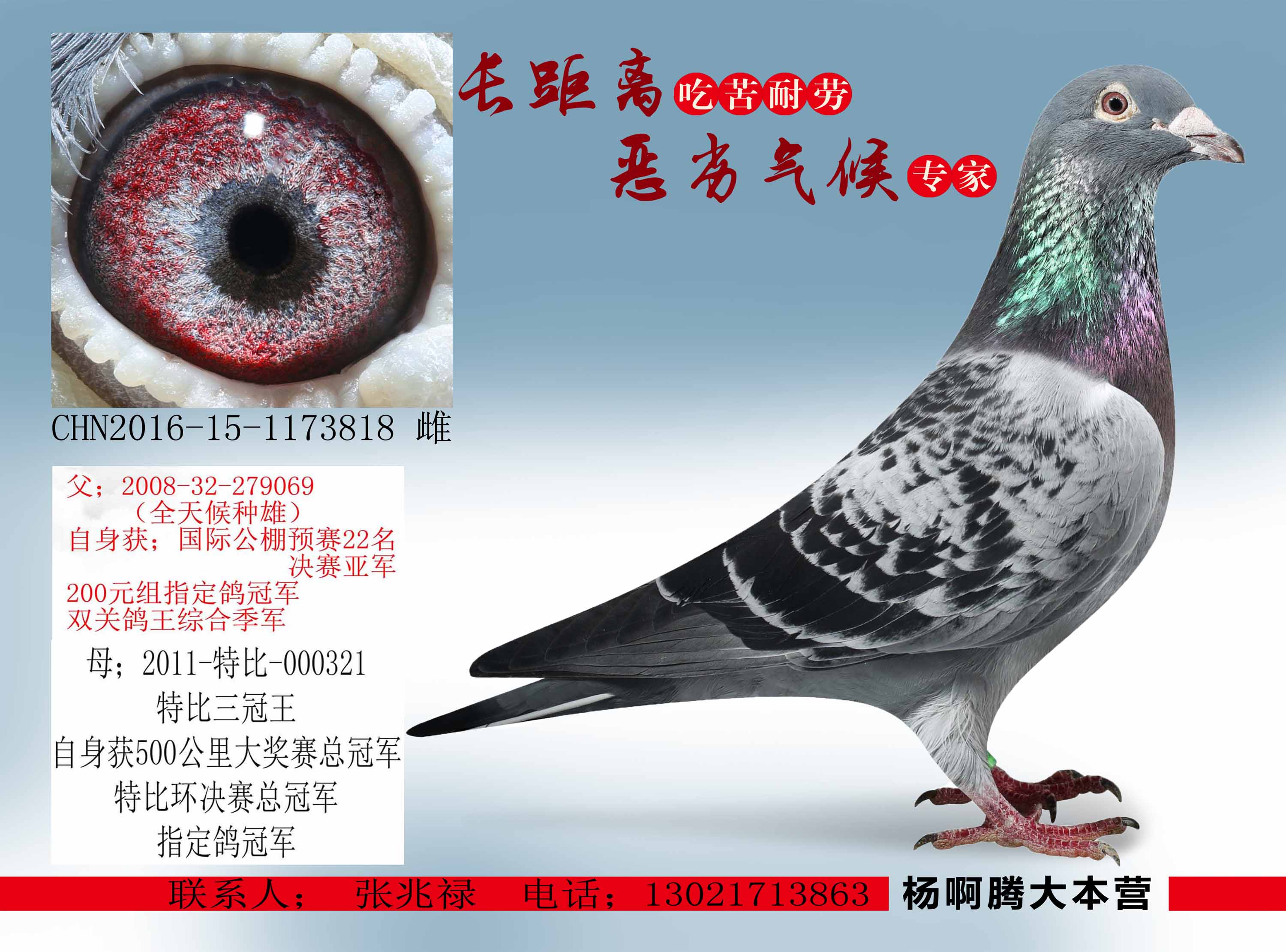 信鸽在线拍卖平台 - 中国信鸽信息网