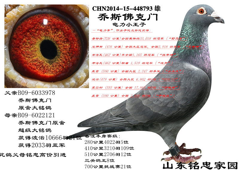 乔斯佛卡门顶级种鸽 保证金级 拍卖