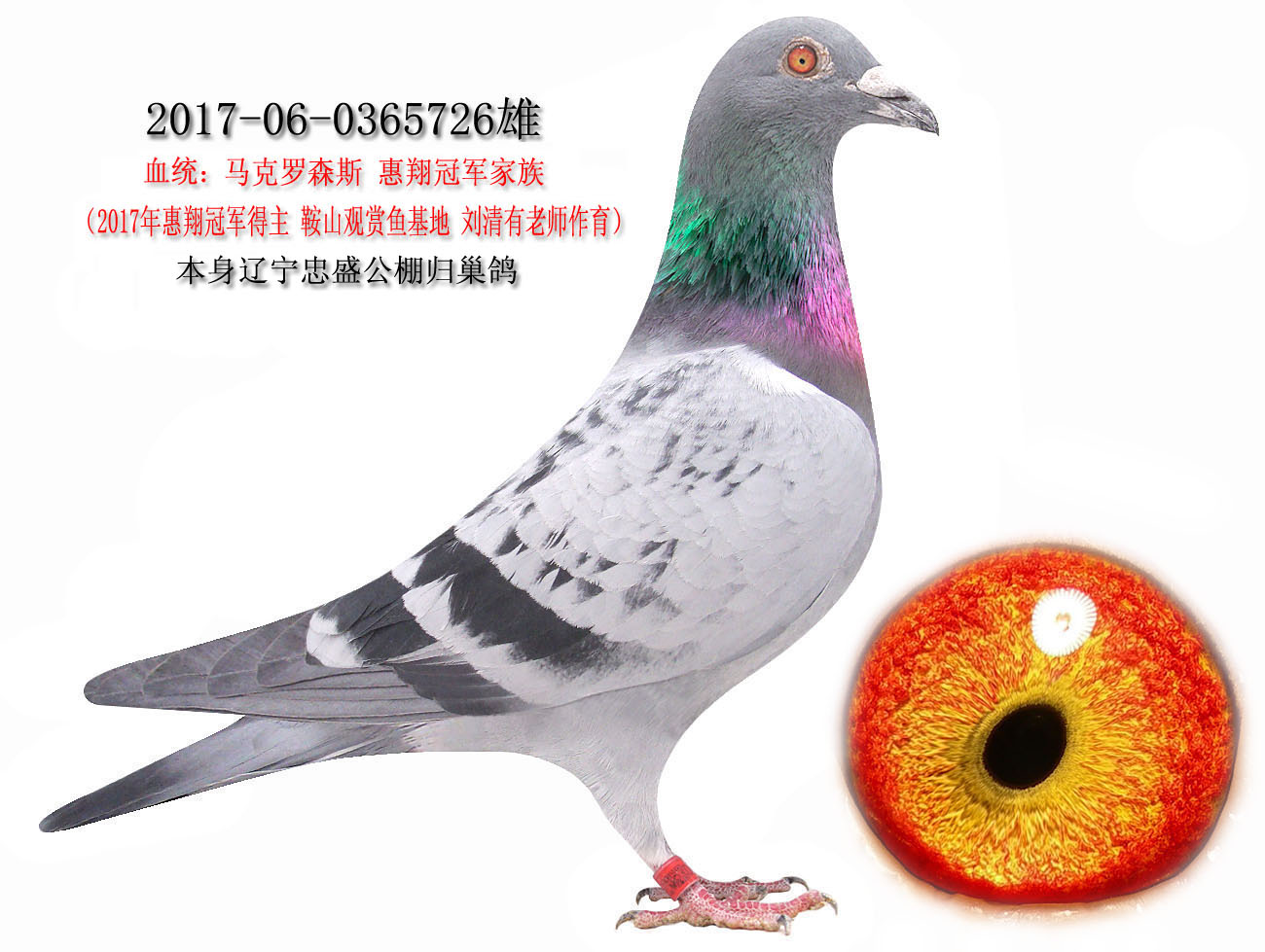 马克罗森斯,惠翔决赛冠军半平辈 保证金级 拍卖
