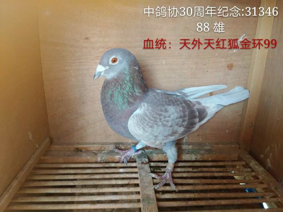 天外天红狐金环99曾孙 保证金级 拍卖