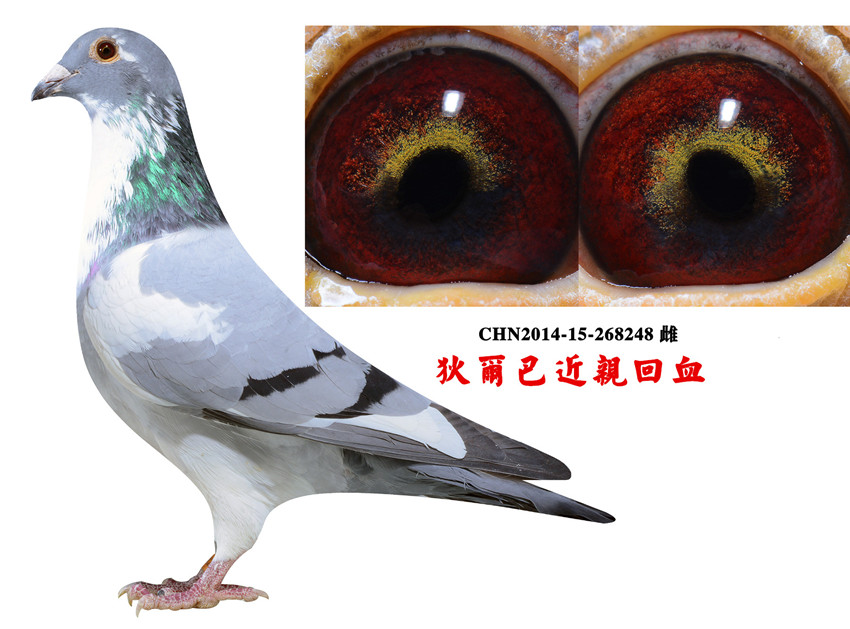 鸽饲料                鸽用具                  精品狄尔巴