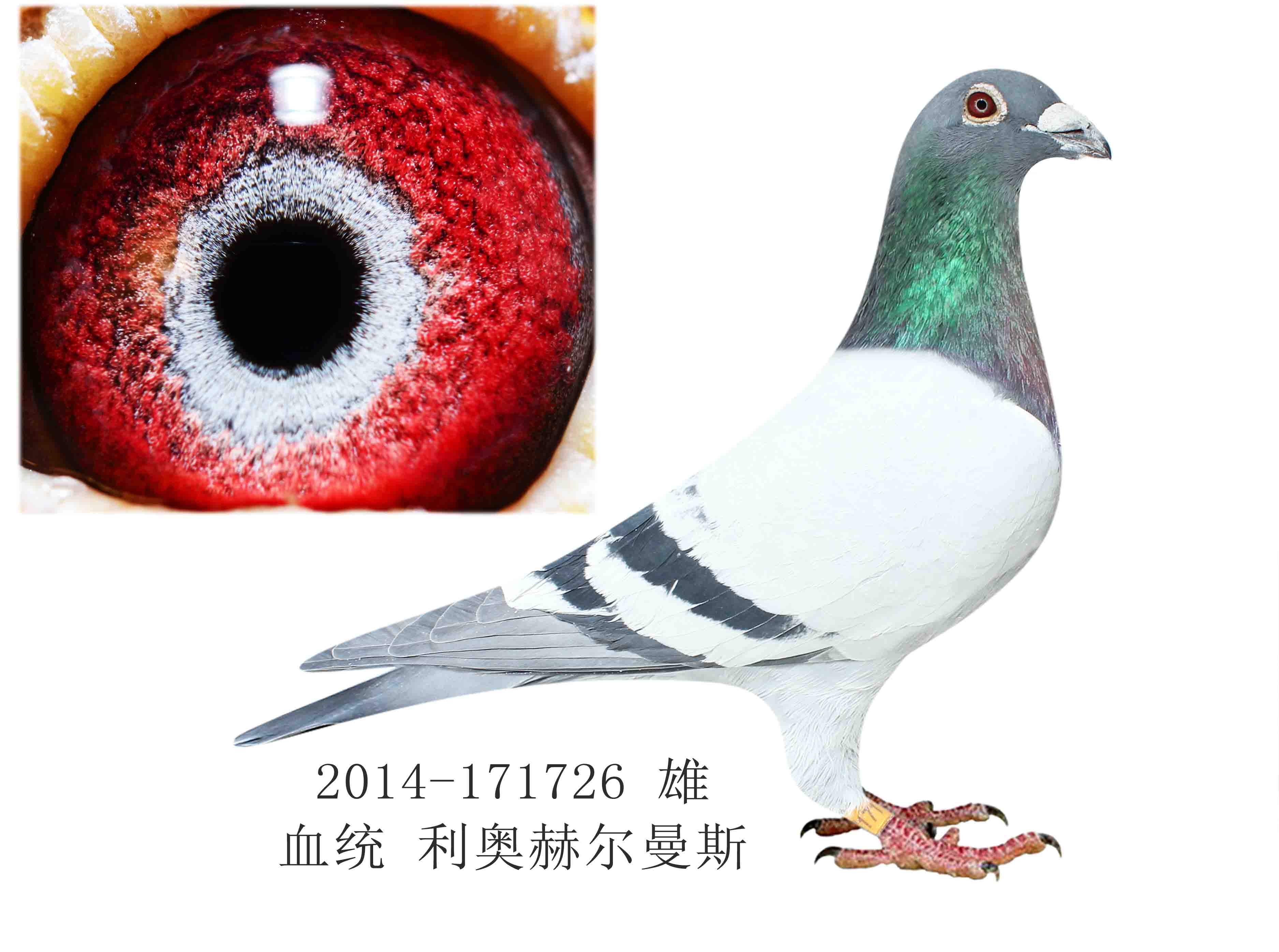 利奥赫尔曼斯003直孙 保证金级 拍卖
