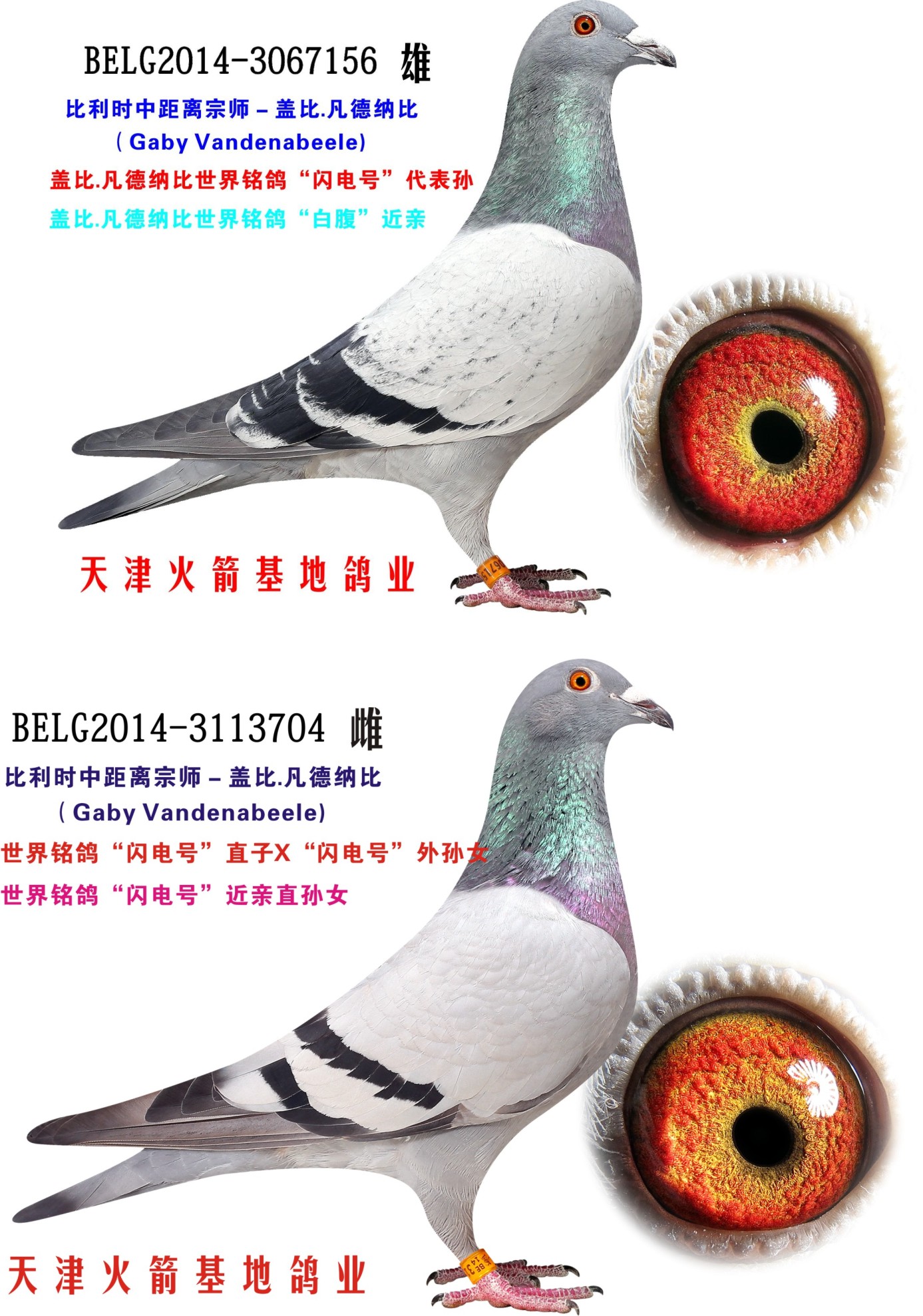 天津火箭基地鸽业 - 中信网铭鸽展厅 www.ag188.com