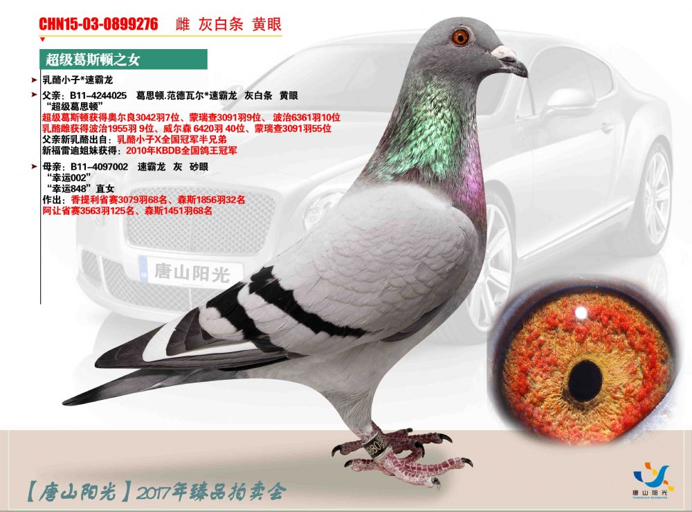 唐山阳光 - 中信网铭鸽展厅 www.ag188.com
