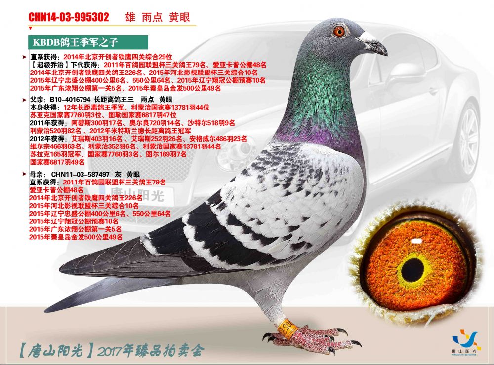 唐山阳光 - 中信网铭鸽展厅 www.ag188.com