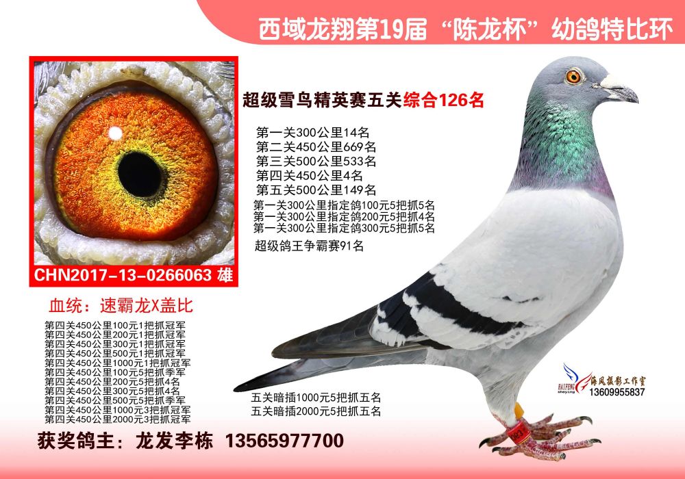 西域龙翔五关鸽王126名