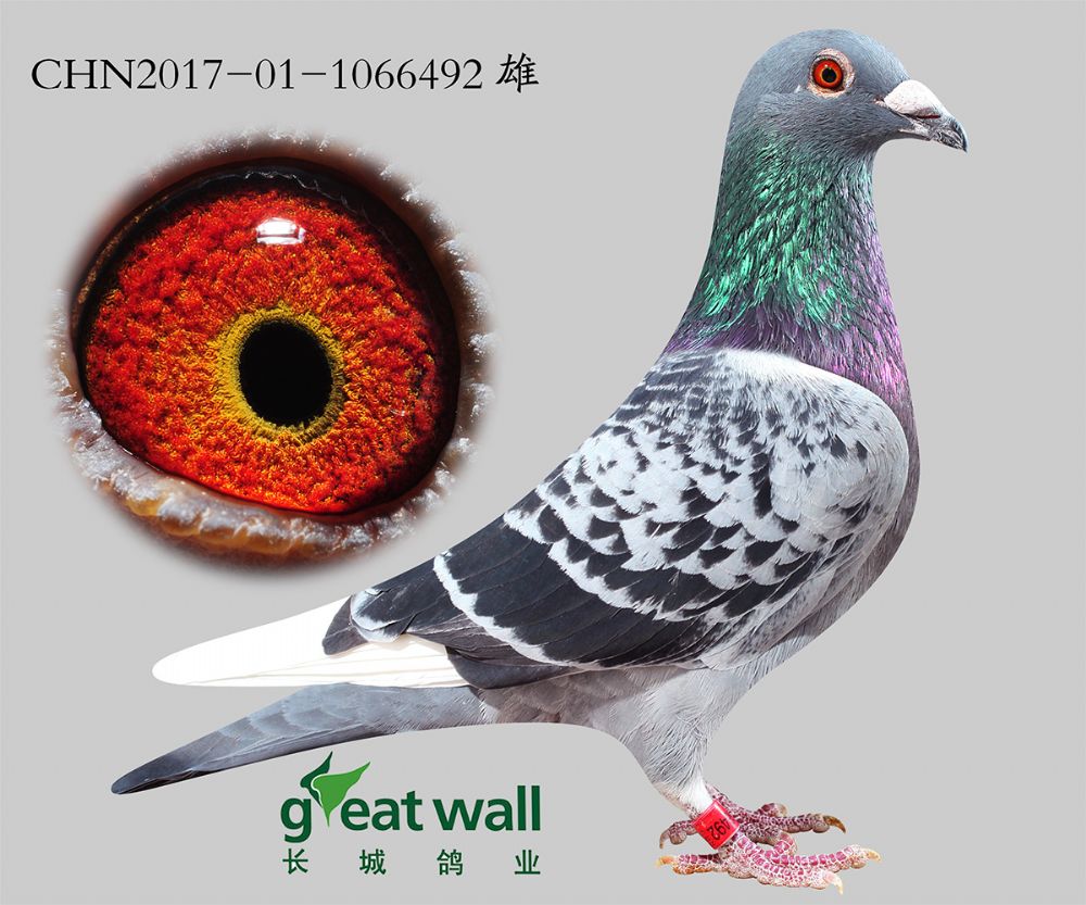 长城vip近血.6492 保证金级 拍卖