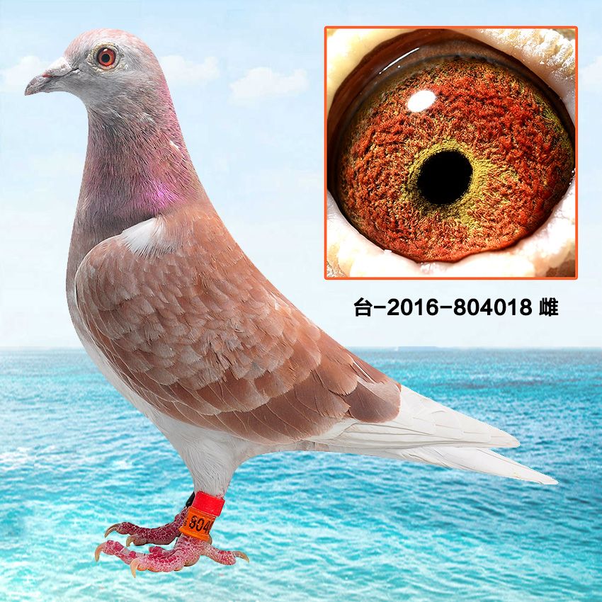 台湾赛季鸽职业联盟 中信网铭鸽展厅 www.ag188.com