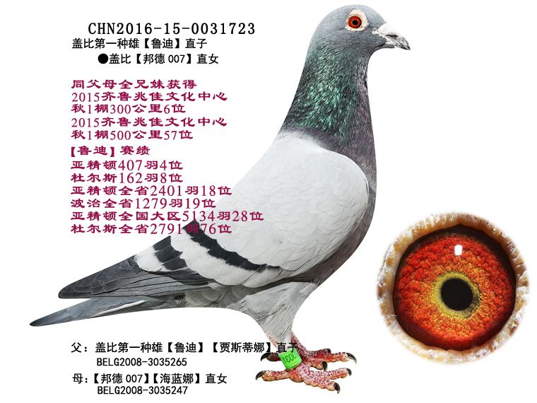 信鸽拍卖首页 拍卖专题 >> 查看拍卖商品