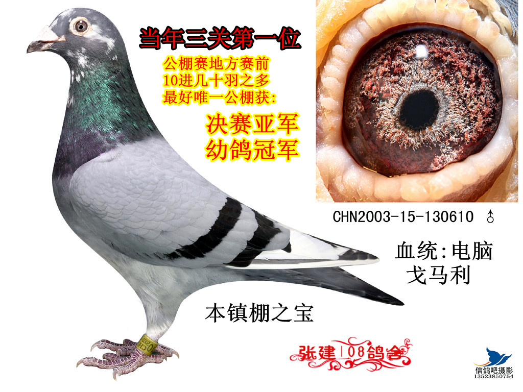 张建108鸽舍 - 中信网铭鸽展厅 www.ag188.com