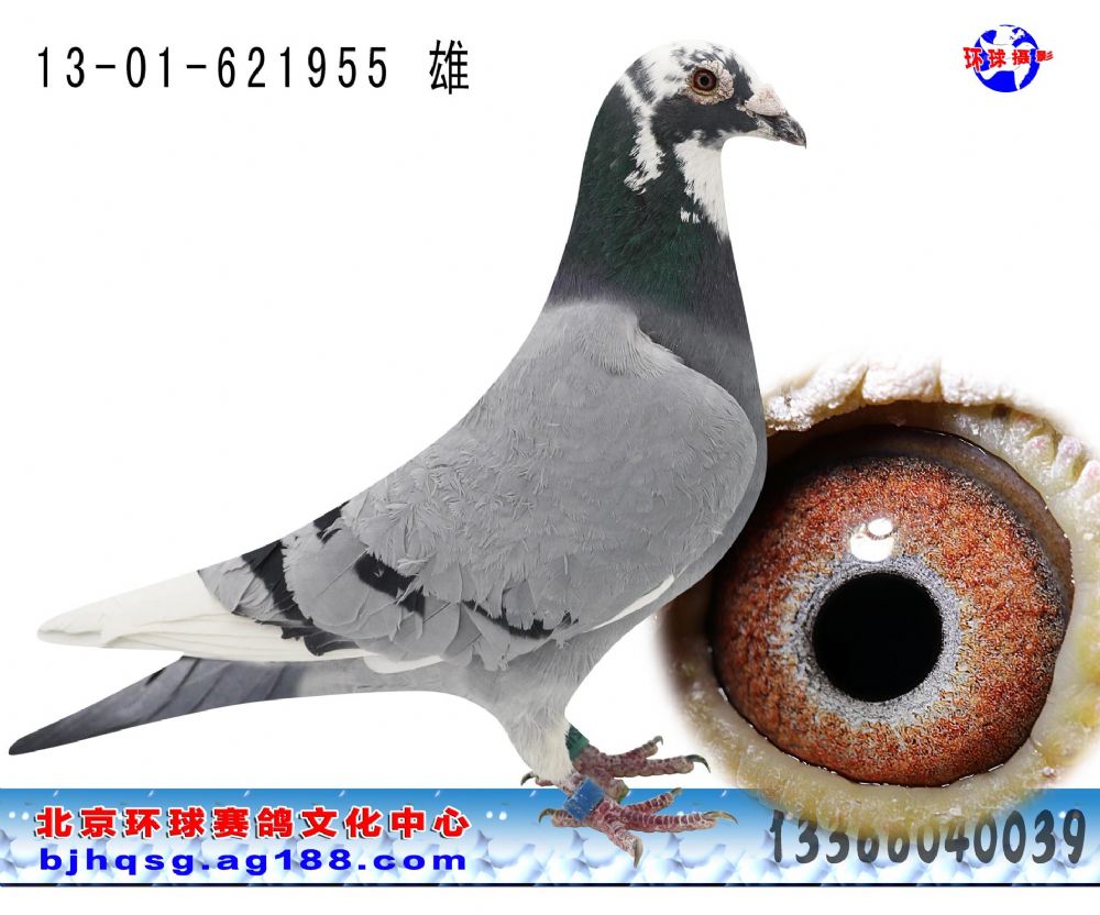 加价幅度: 300 元 血统书: 查看大图 详细介绍: 桑杰士第一武士血系