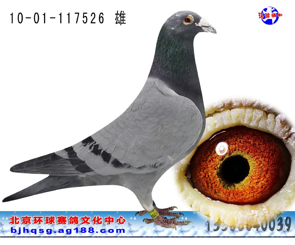 信鸽拍卖首页 拍卖专题 >> 查看拍卖商品  相关图片 目前尚无图片!