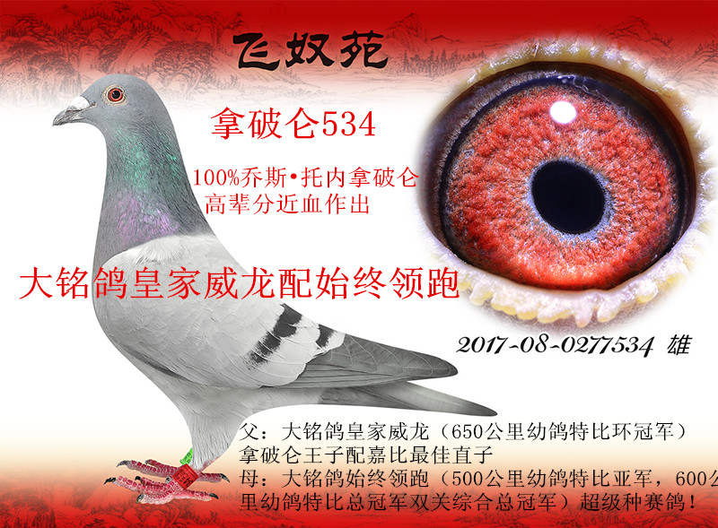 飞奴苑·乔斯托内极品在线拍鸽