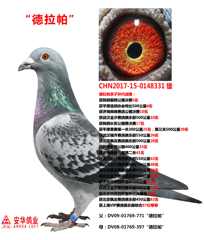 推荐铭鸽  定价鸽  信鸽拍卖 黄金配对   网上展厅 管 理  鸽保健品