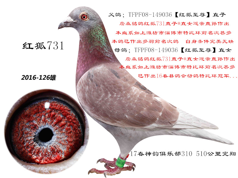 红狐731 保证金级 拍卖