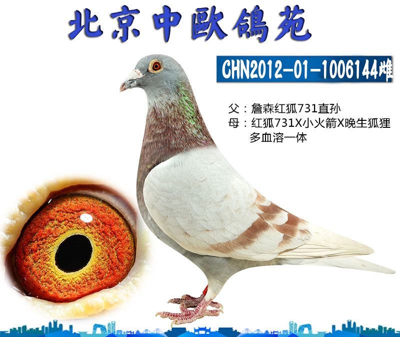 詹森红狐731 保证金级 拍卖