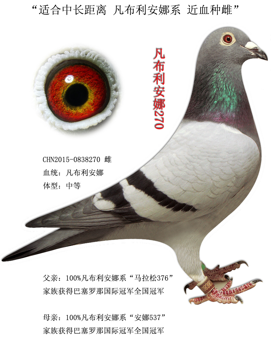 雌  羽色: 灰  眼沙: 黄眼      详细介绍: 适合中长距离 凡布利安娜