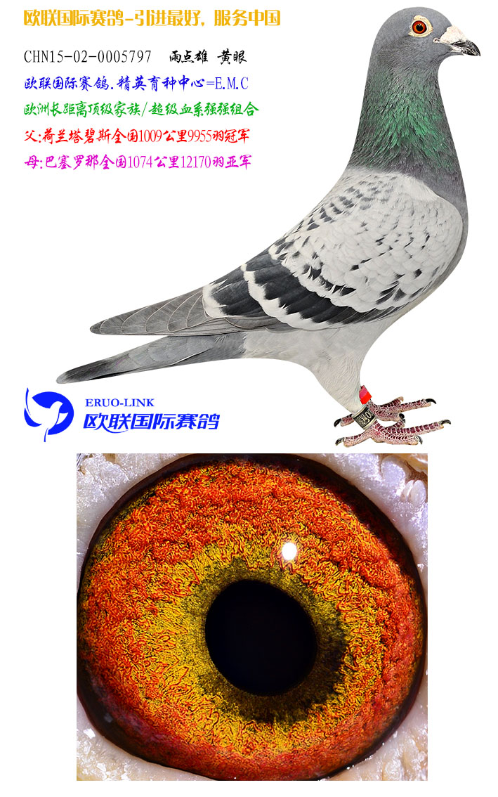 欧联国际赛鸽 - 中信网铭鸽展厅 www.ag188.com