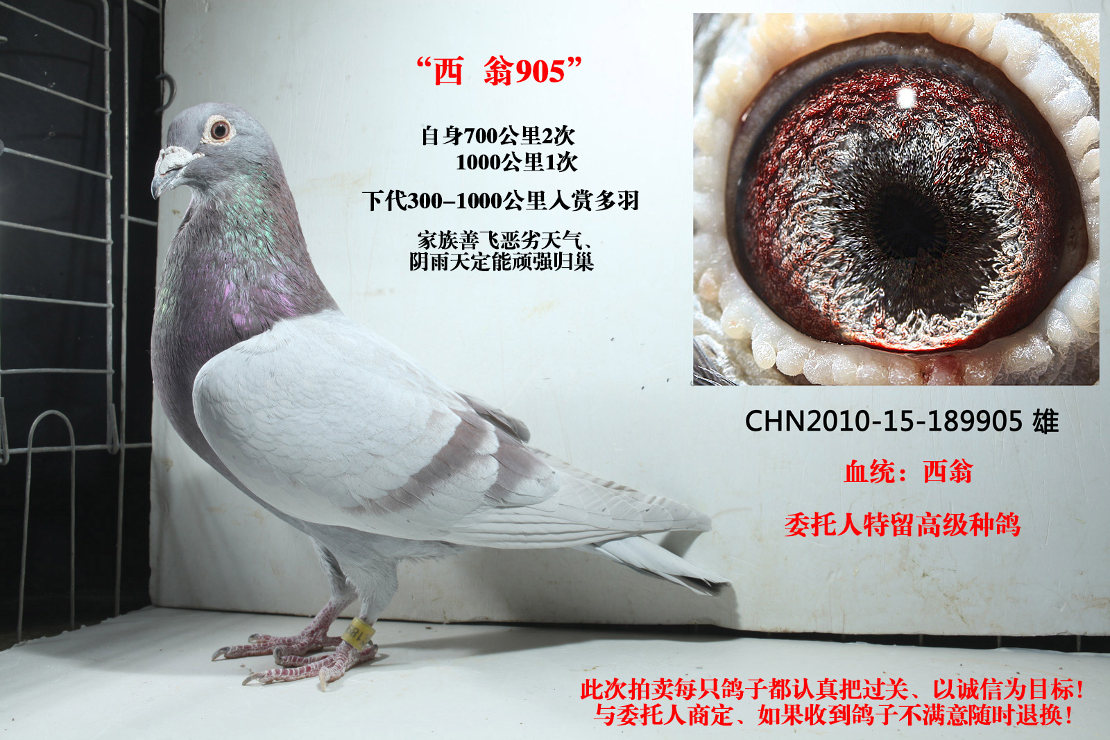 东珠赛鸽文化传媒 - 中信网铭鸽展厅 www.ag188.com
