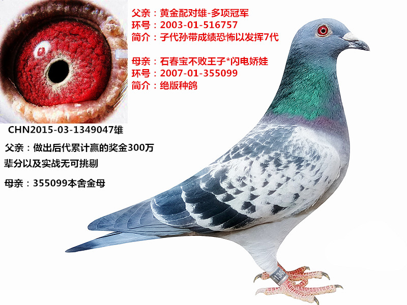 信鸽在线拍卖平台 - 中国信鸽信息网