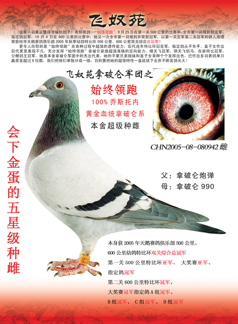 飞奴苑·乔斯托内极品 - 中信网铭鸽展厅 www.ag188.